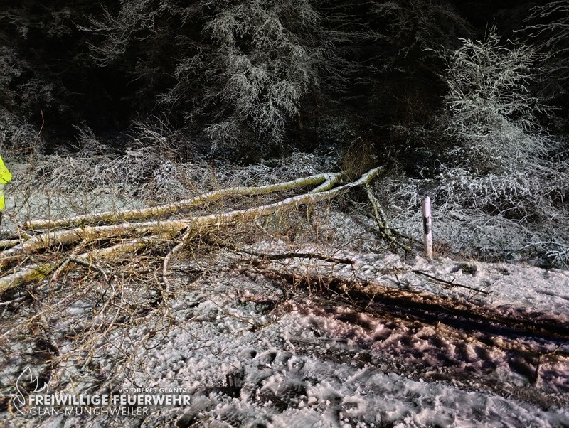 Umgestürzter Baum, L358