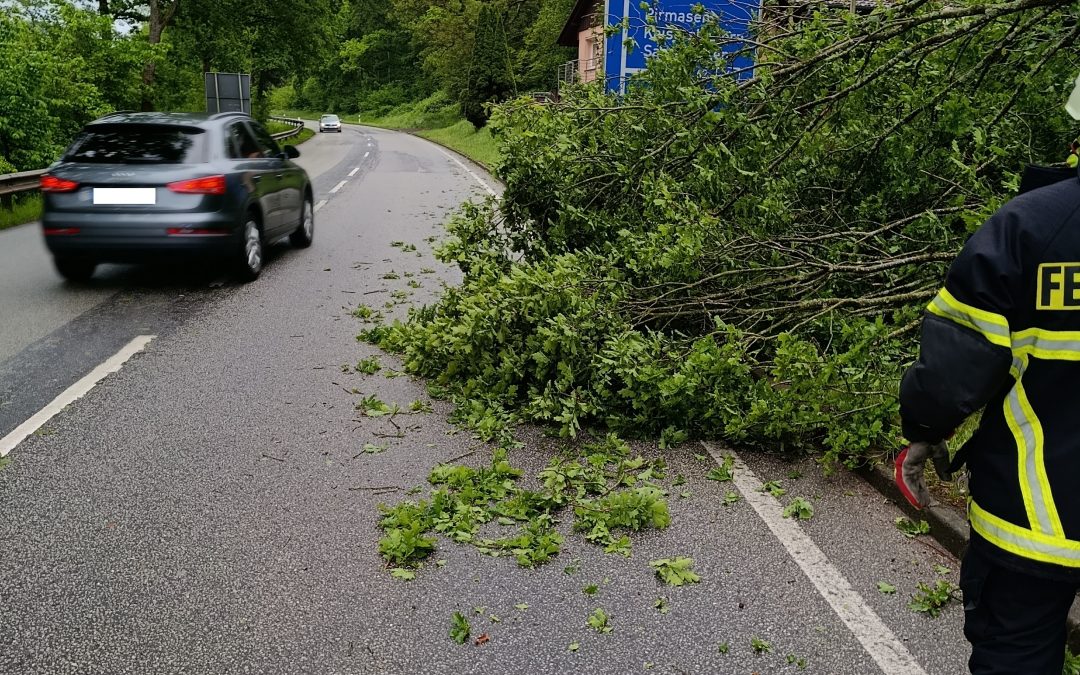 Umgestürzter Baum, L358